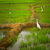 Herons in Paddy Field