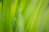 Spring Leaves & Water Drop