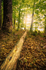 Natural Forest - Sunburst