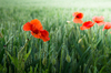Poppies in Wheat Field