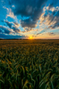 Summer Sunset