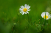 Daisy with crossed Petals