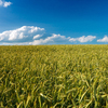 Fields and Blue Sky