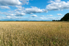 Wheat Fields