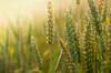 Wheat - Close Up