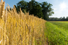 Wheat Field