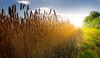 Field at Sunset