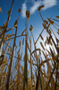 Ripe Wheat low POV