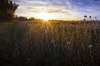 Flower Field at Sunset