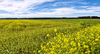 Rapeseed Fields