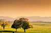 Autumn Scene near Mountains
