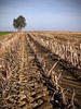 Harvested Corn Field