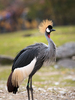 Crowned Crane