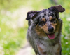 Australian Shepherd