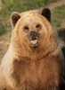 Brown Bear Portrait