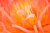 Dahlia Macro