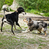 Dogs playing