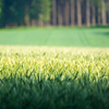 Green Wheat Field
