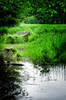 Swamp with decayed Bridge