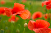 Poppies in Field