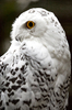 Snowy Owl at Night