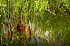 Willows getting new roots in w