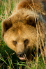 Brown Bear Close Up