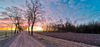 Dirt Road with Maple Trees in 