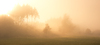 Foggy Autumn Forest
