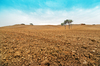 Tuscany plowed Field