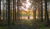 Ride through Farytale Forest