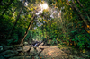 Sunburst in deep dark Jungle