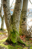 Love Trees near Lake