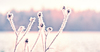 Ice Crystals on Plants