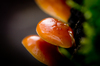 Glossy Mushrooms