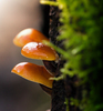 Mushrooms