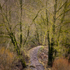 Old Willows