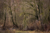 Spooky Forest