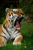 Tiger yawning