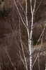 Birch Tree