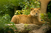 Future Lion King - young male 