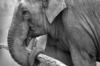 Working Elephant