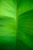 Banana Leaf