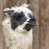 Bad Hair Day - Alpaca