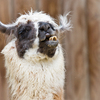 Bad Hair Day - Alpaca