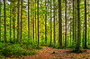 Natural Forest - Sunburst