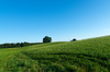 Tire Track in Meadow