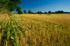 Harvested Field