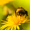 Bumblebee on Dandelion Flower