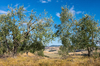 Olive Grove